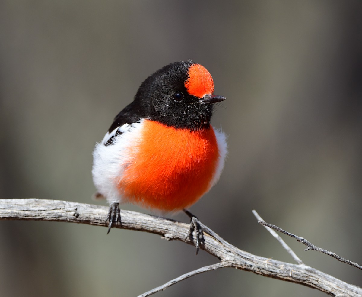 Red-capped Robin - ML354948801