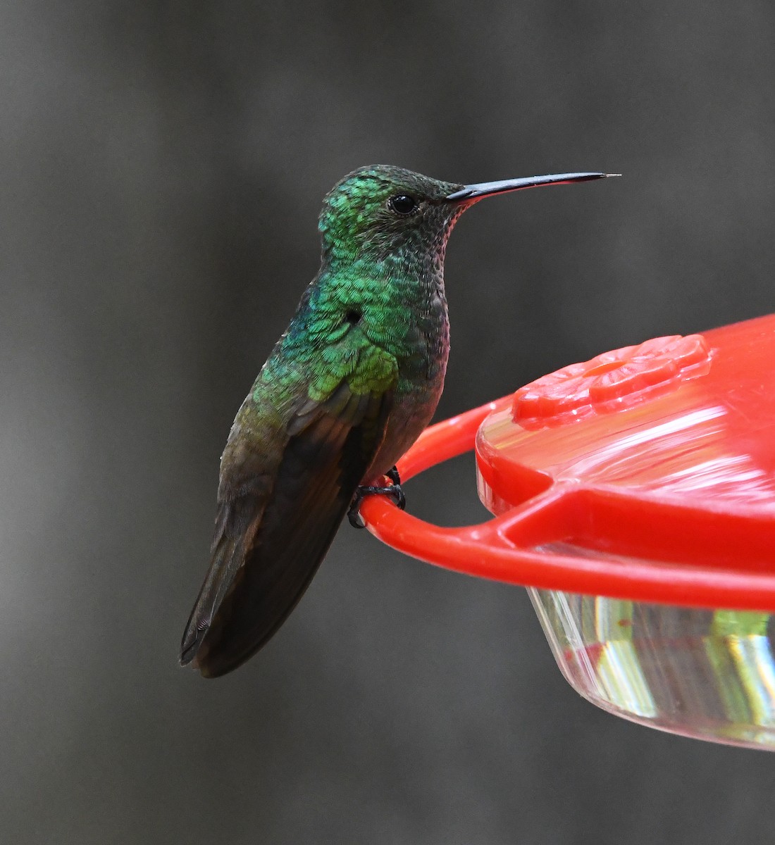 Berylline Hummingbird - David Krueper