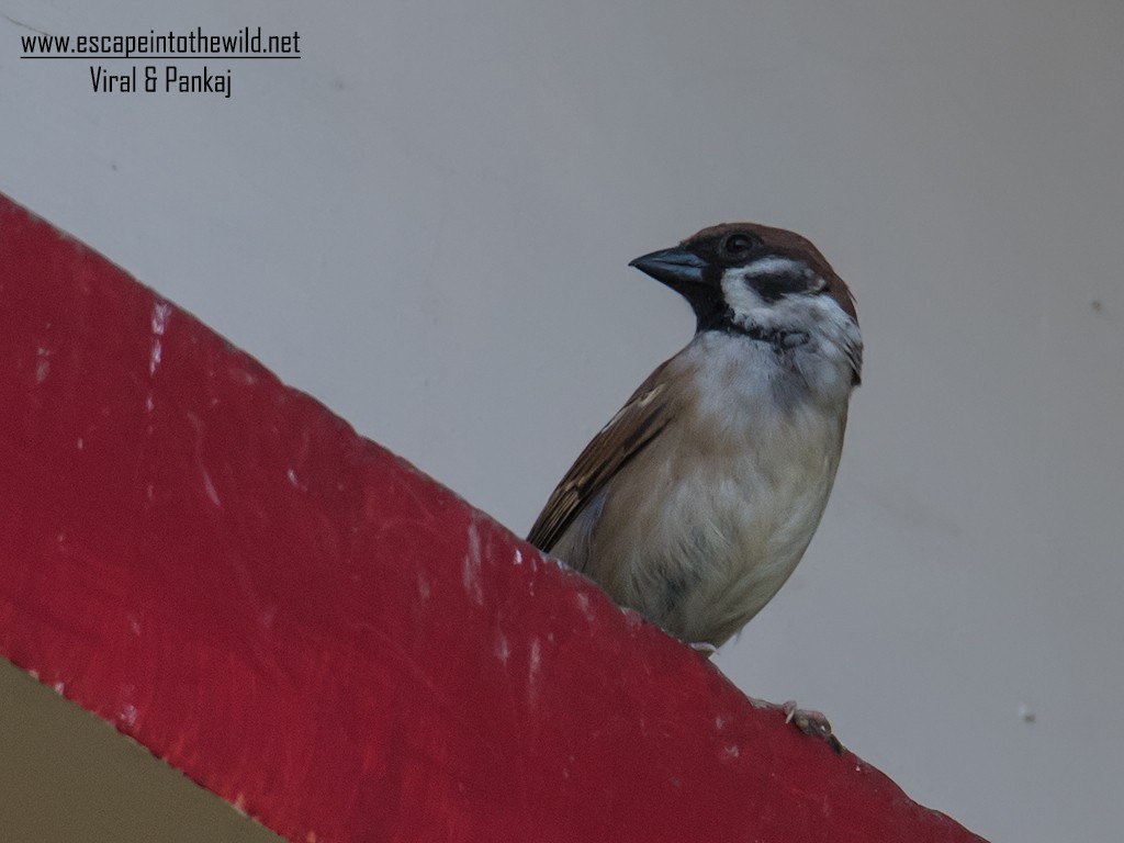 Eurasian Tree Sparrow - ML354951251