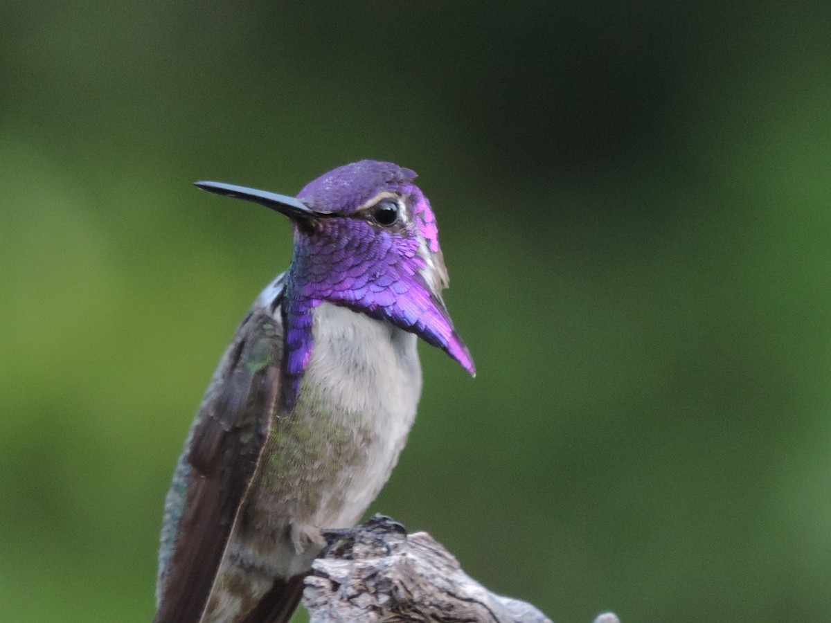 Costa's Hummingbird - John Terry