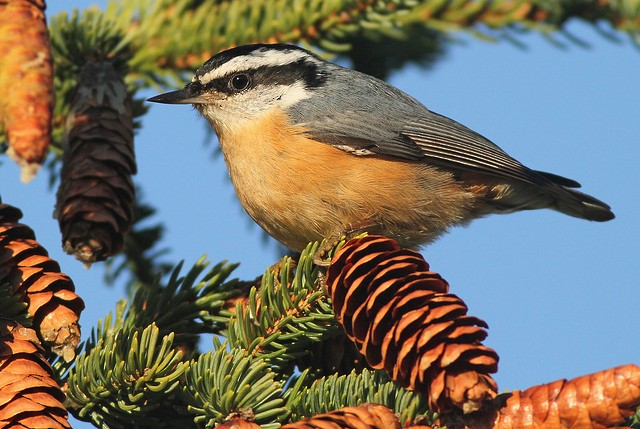 Red-breasted Nuthatch - ML35495261