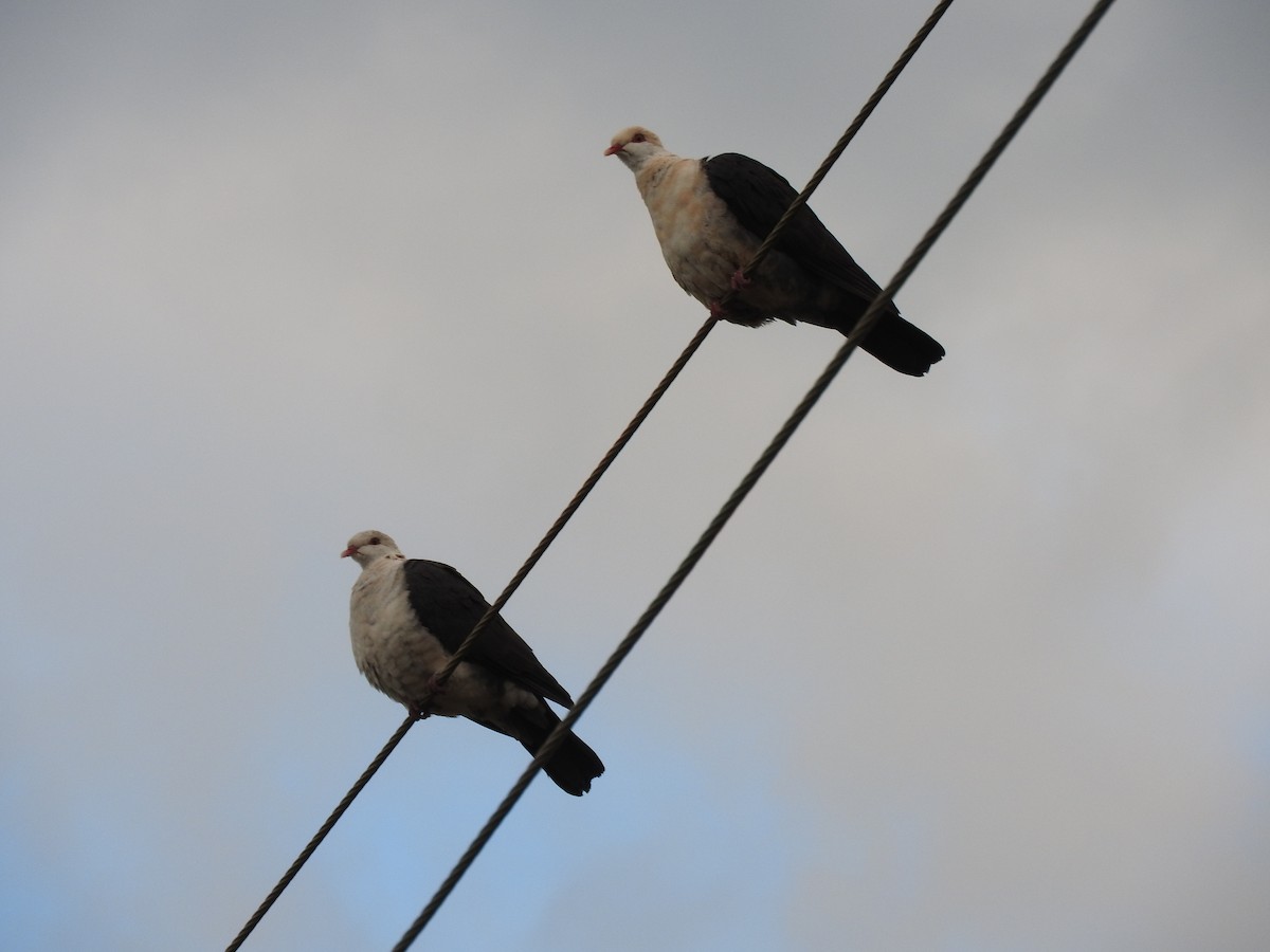White-headed Pigeon - ML354954761