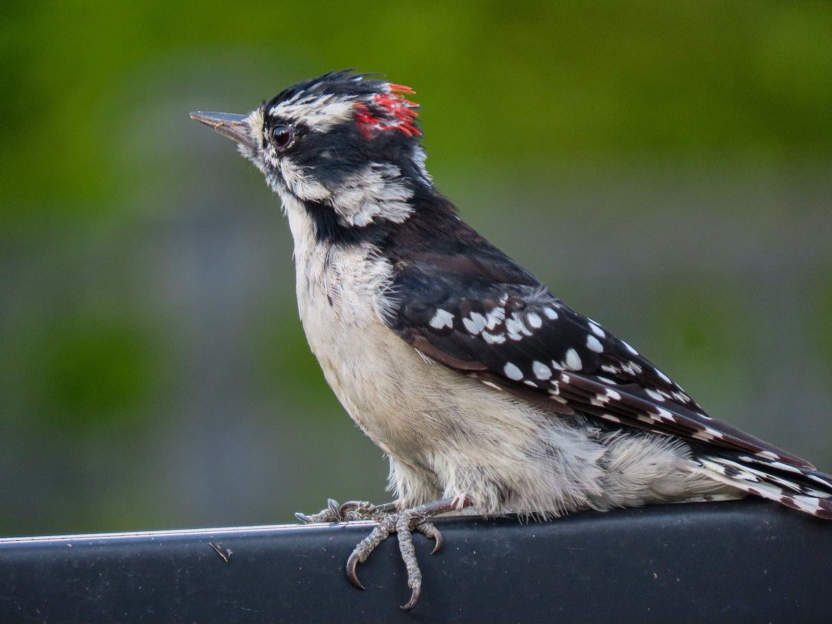 Downy Woodpecker (Eastern) - Trevor Leitz