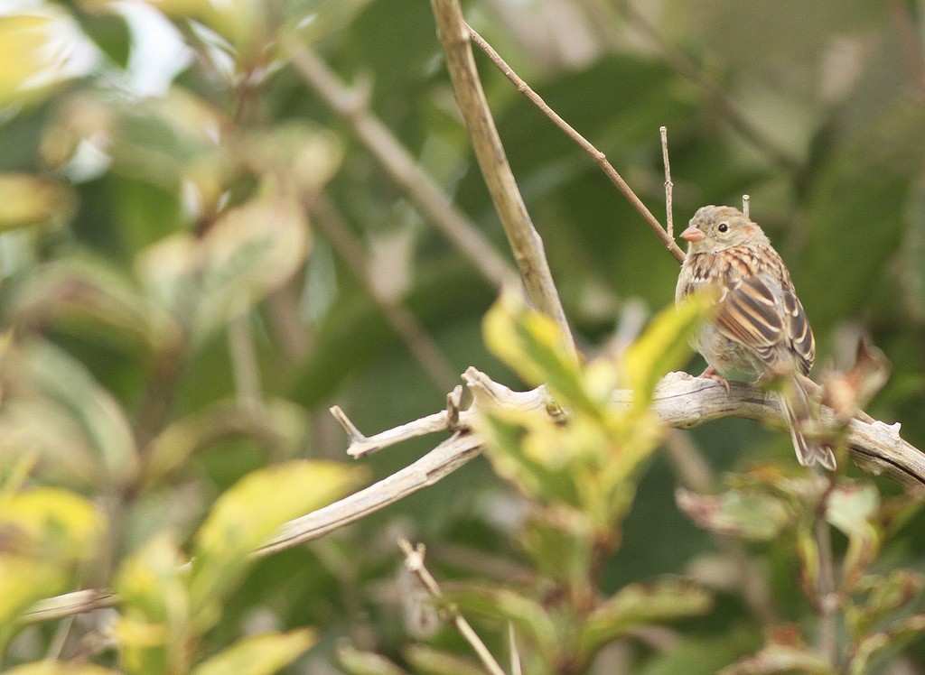 Field Sparrow - ML35495641