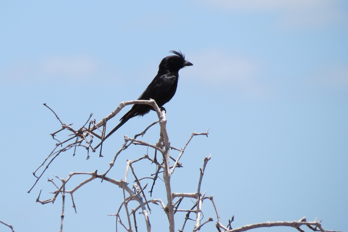 Crested Drongo - ML35495771