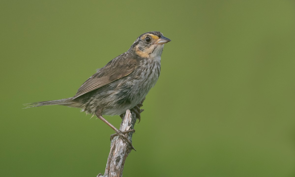 Saltmarsh Sparrow - Brian Sullivan