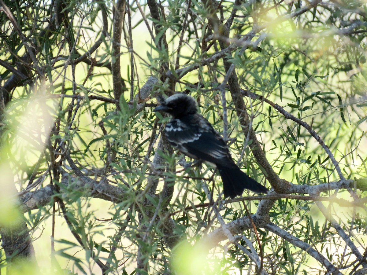 Crested Drongo - ML35496231