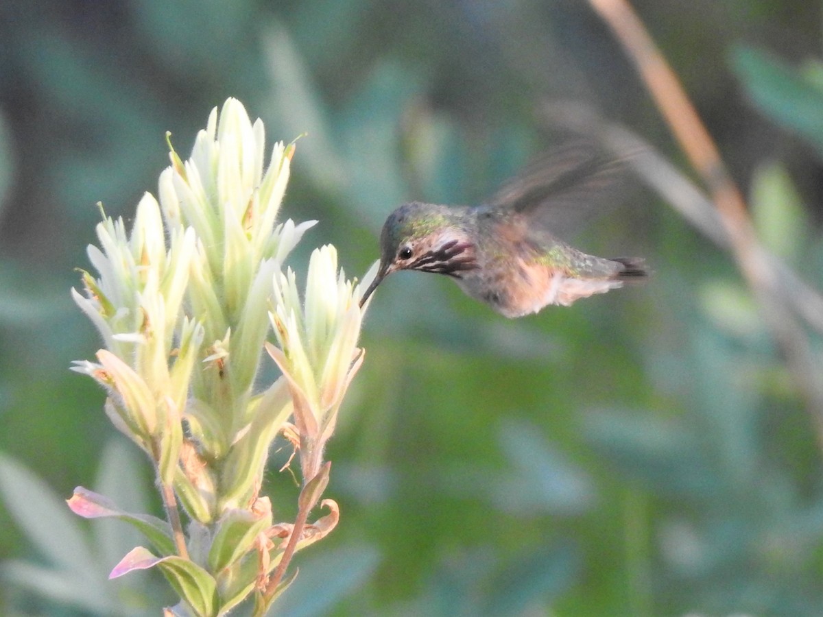 Calliope Hummingbird - Marc Hemmes