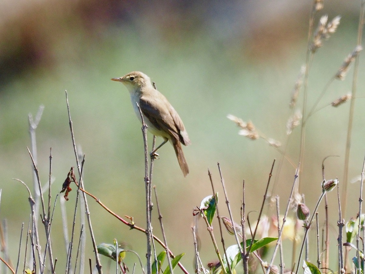 Melodious Warbler - ML354970591