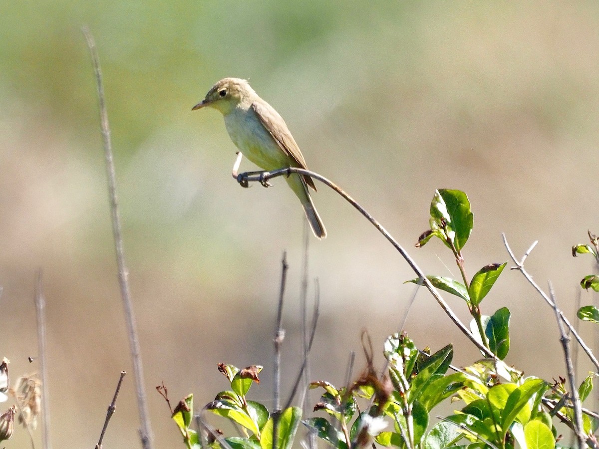 Melodious Warbler - ML354970601
