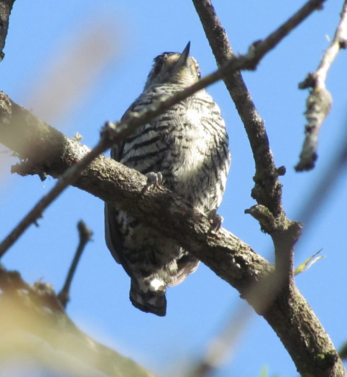White-barred Piculet - ML354972101