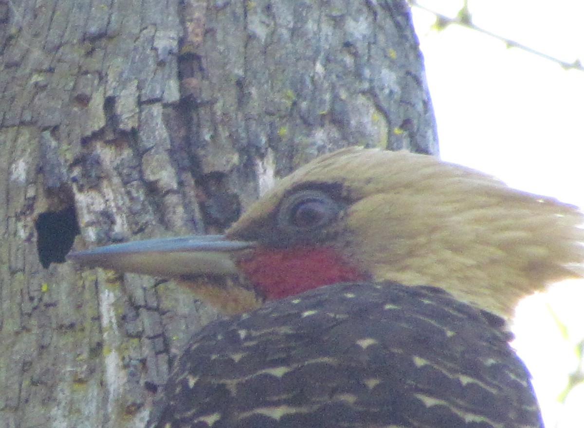 Pale-crested Woodpecker - ML354972141