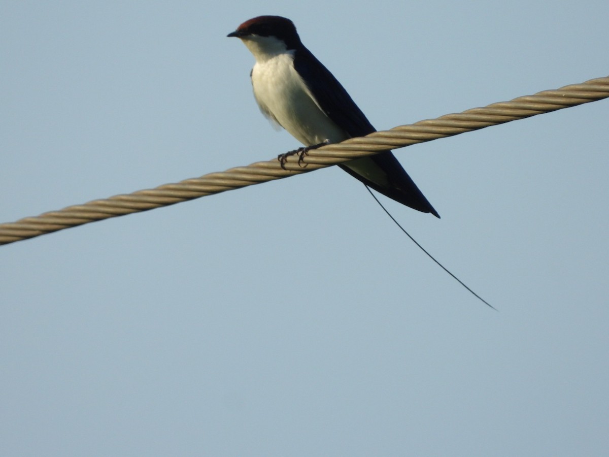 Wire-tailed Swallow - ML354973211