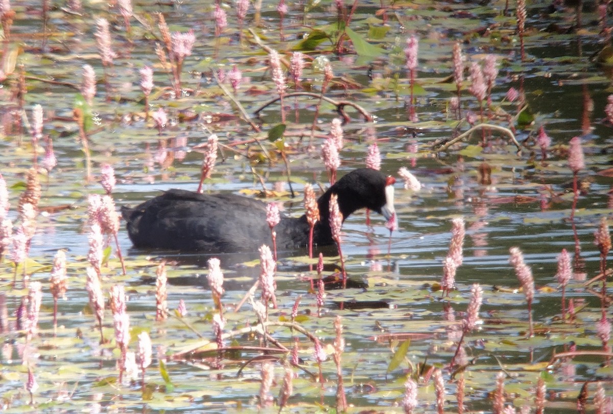 Red-knobbed Coot - ML354973841