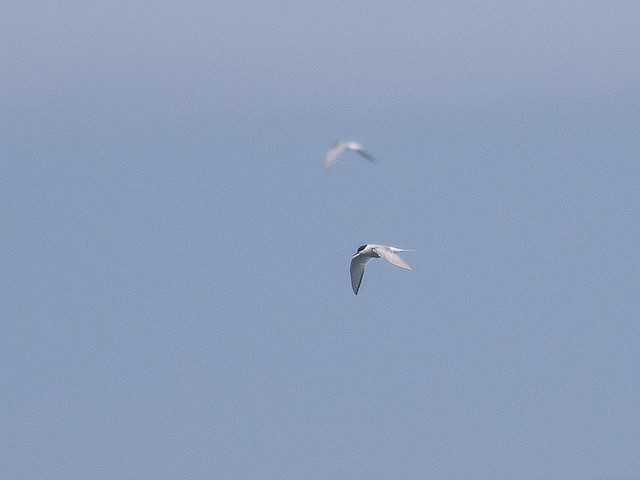 Arctic Tern - matthew sabatine