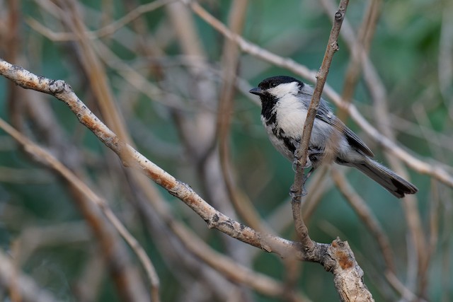 Adult lateral view (subspecies <em class="SciName notranslate">turkestanicus</em>). - Great Tit (Turkestan) - 