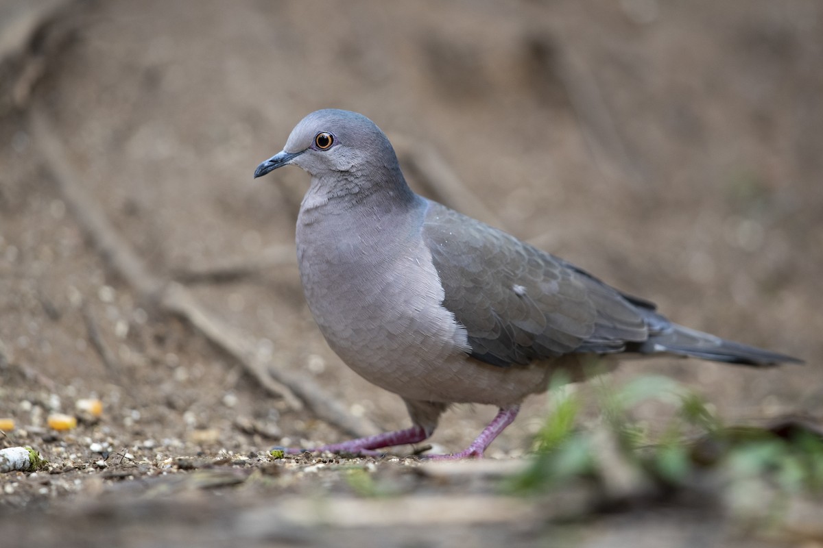 White-tipped Dove (brasiliensis Group) - ML354982481
