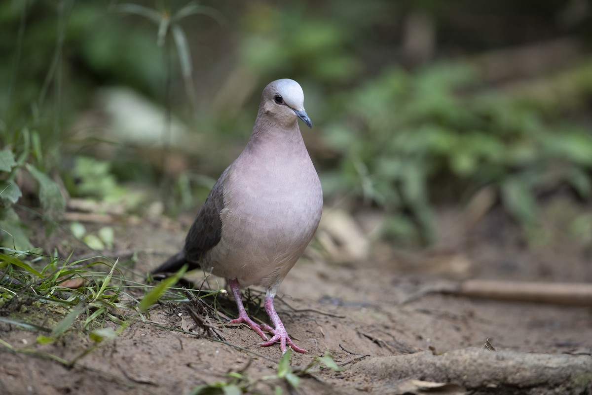 Gray-fronted Dove - Michael Stubblefield