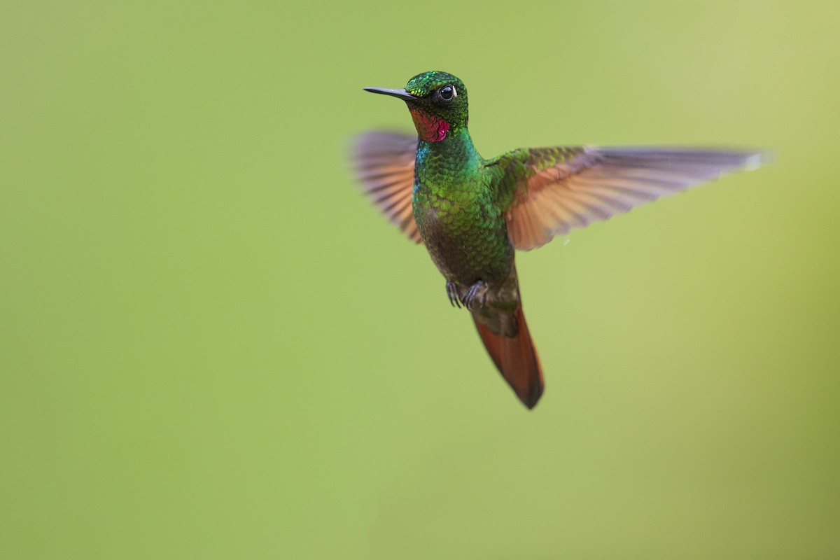 kolibřík brazilský - ML354982931