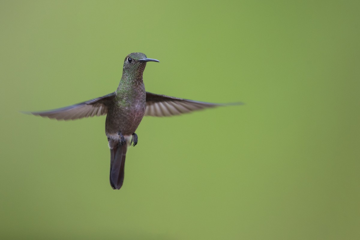 Sombre Hummingbird - ML354983271