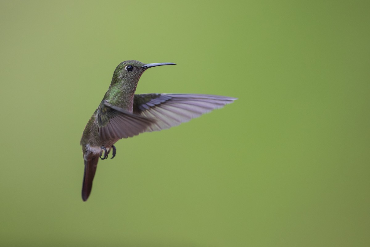 Sombre Hummingbird - ML354983281