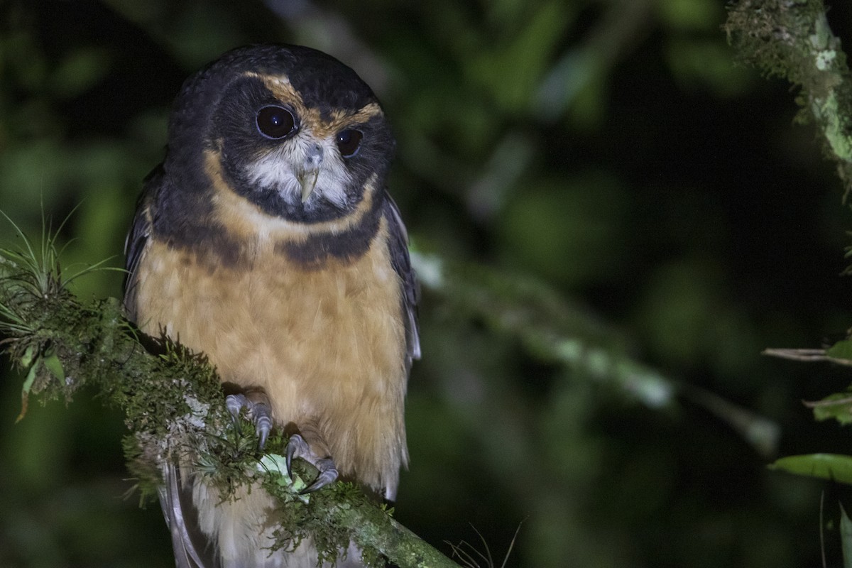 Tawny-browed Owl - Michael Stubblefield