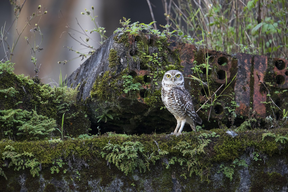 Burrowing Owl (grallaria) - Michael Stubblefield