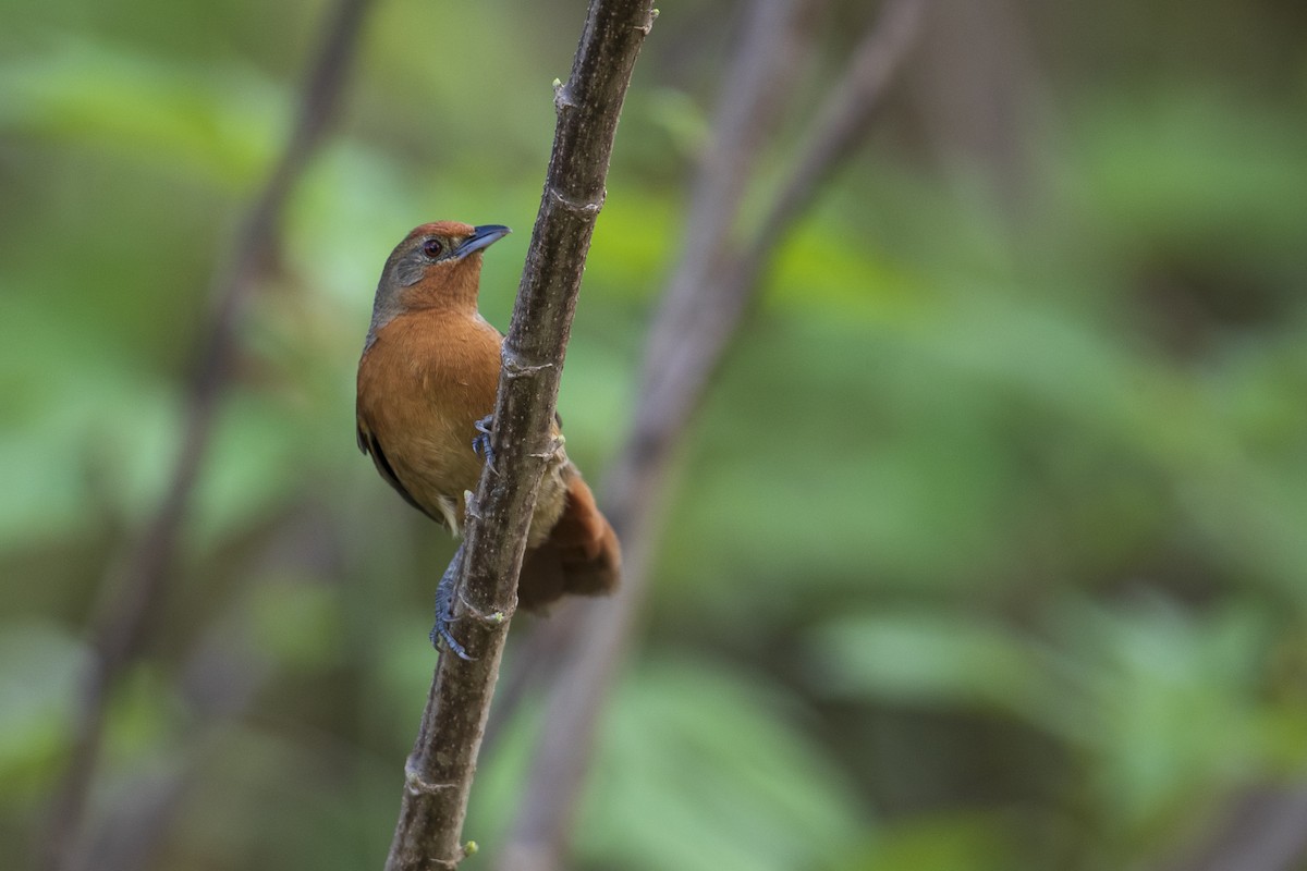 Orange-breasted Thornbird - ML354984851