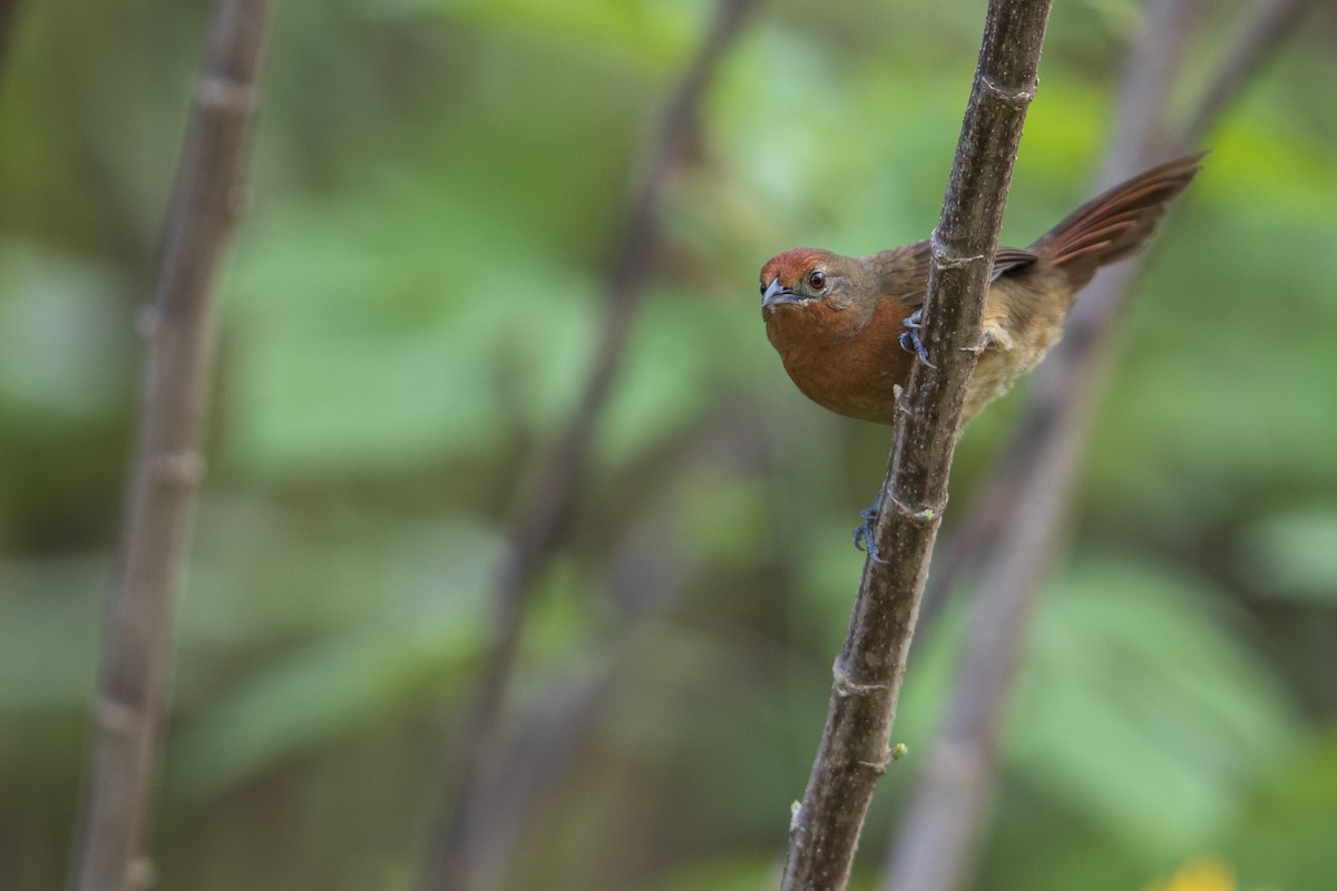 Orange-breasted Thornbird - Michael Stubblefield