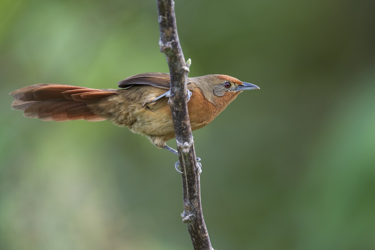 Orange-breasted Thornbird - ML354984871
