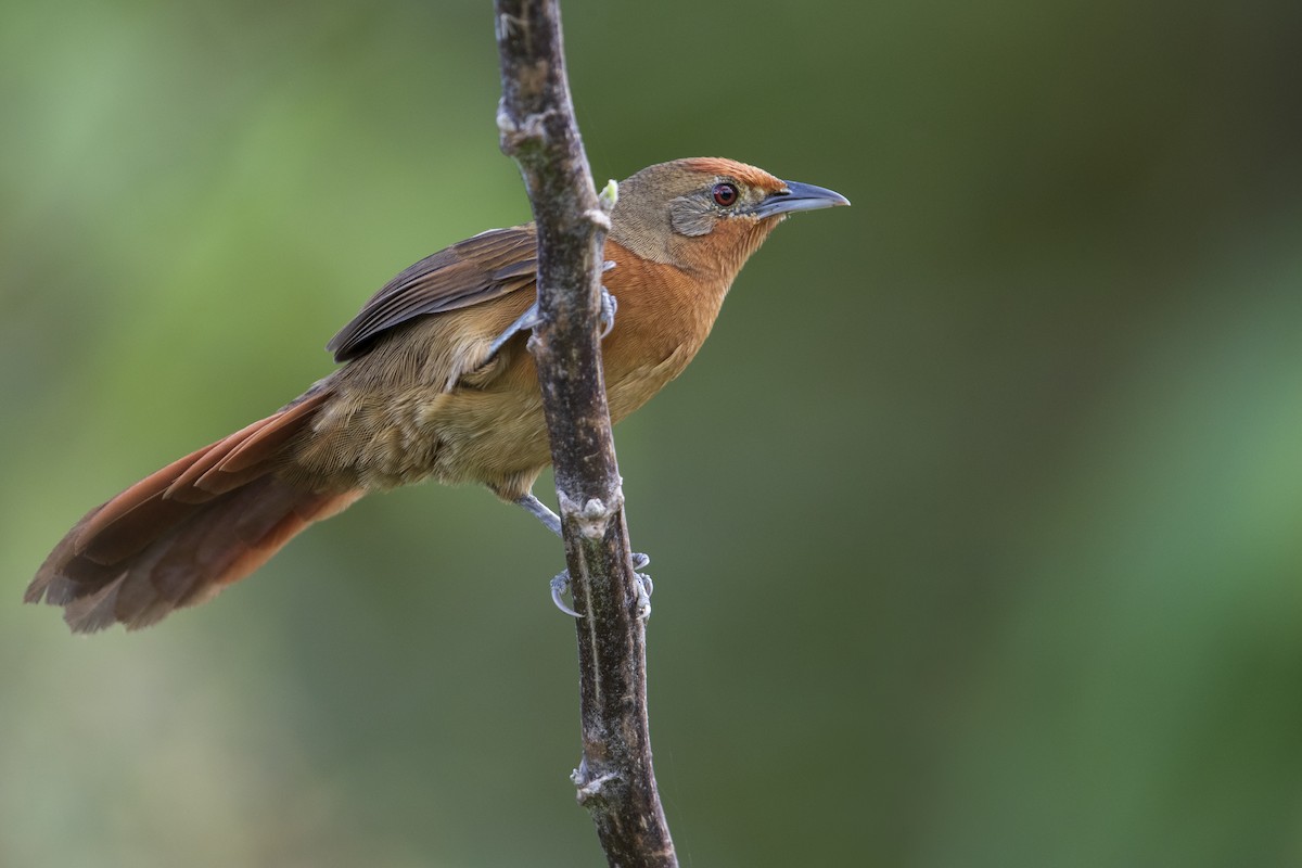 Orange-breasted Thornbird - ML354984881