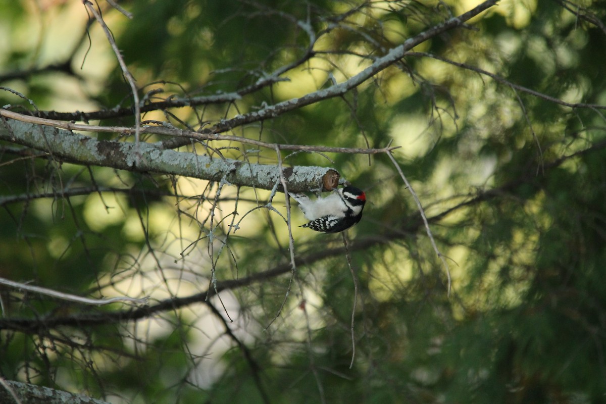 Downy Woodpecker - ML35498781