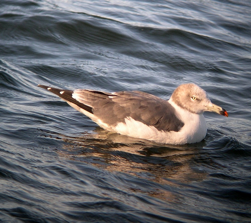 Black-tailed Gull - Tim Lenz