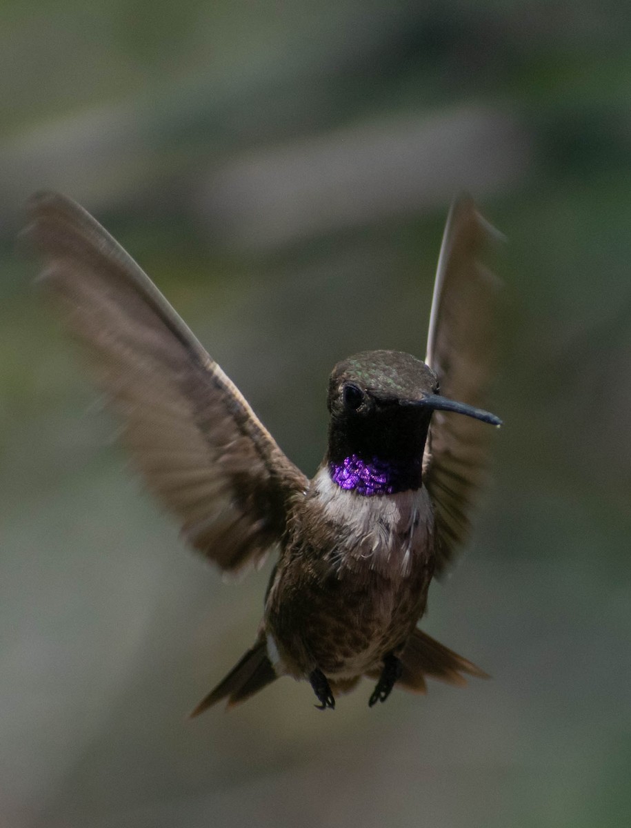 Black-chinned Hummingbird - Jerald Reb