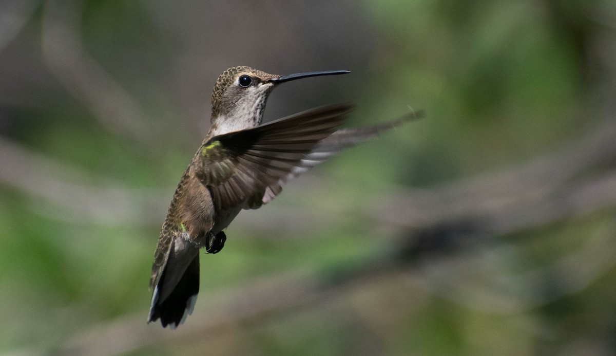 Black-chinned Hummingbird - Jerald Reb