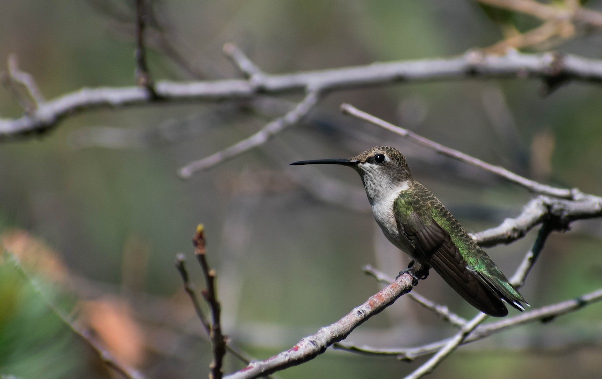 Black-chinned Hummingbird - ML354990581