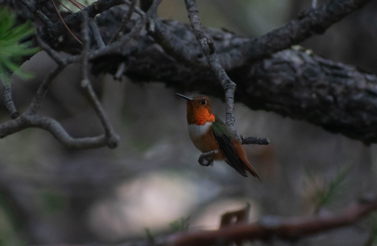 Rufous Hummingbird - Jerald Reb