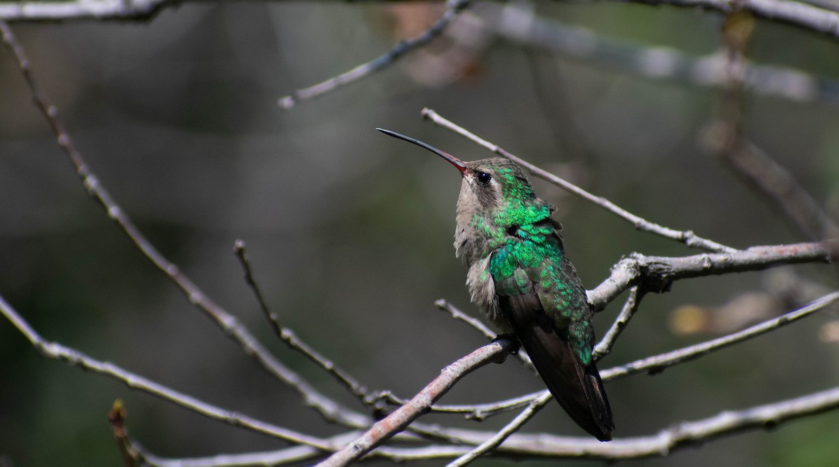 Broad-billed Hummingbird - Jerald Reb