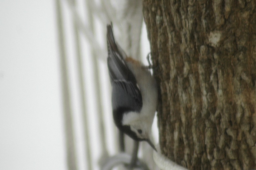 White-breasted Nuthatch - Annette McClellan