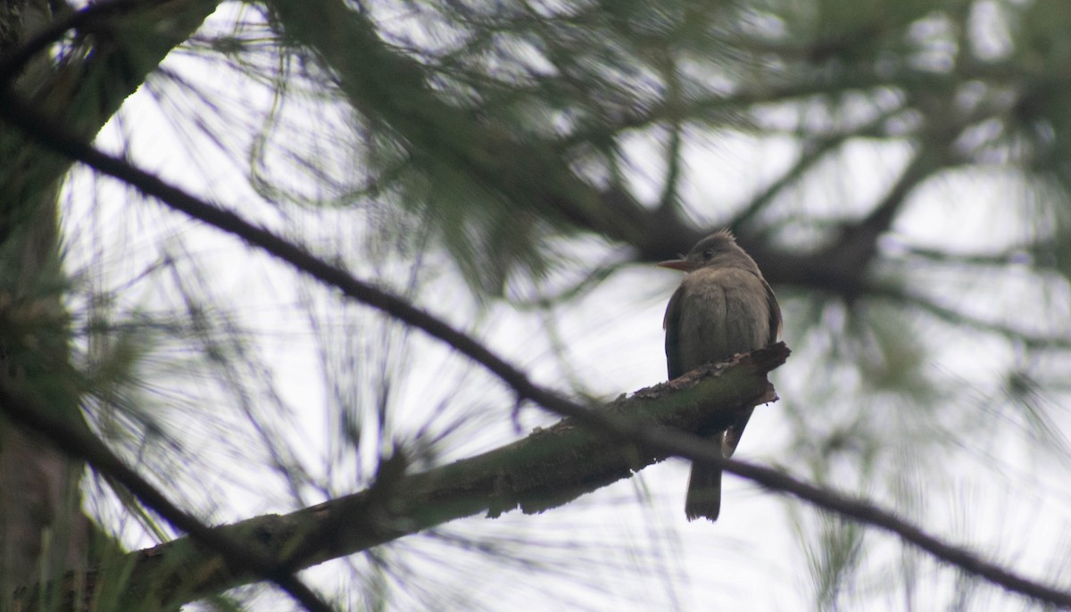 Greater Pewee - ML354991401