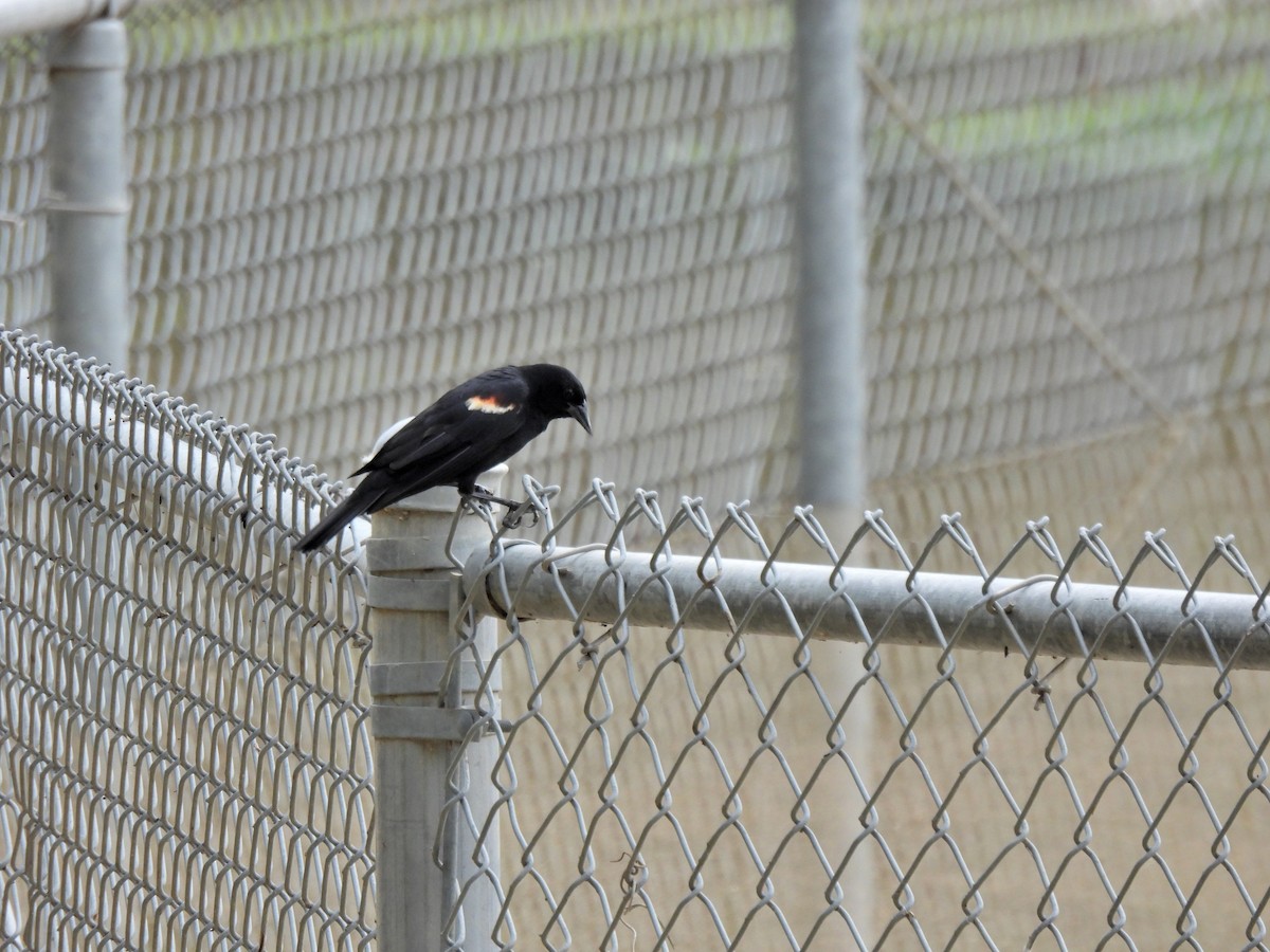 Red-winged Blackbird - Daniel King