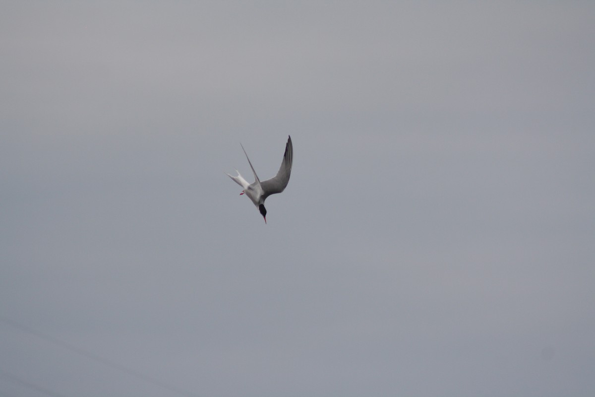 Arctic Tern - Owen Milliken