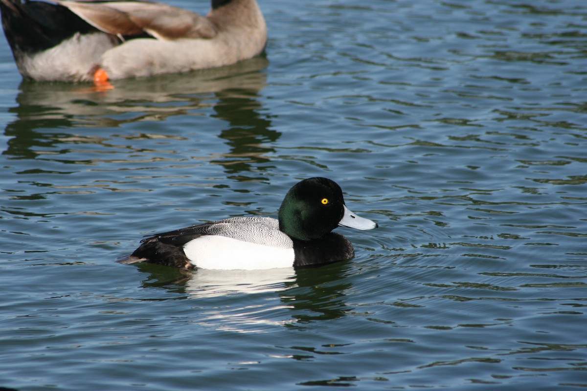 Greater Scaup - ML355009161