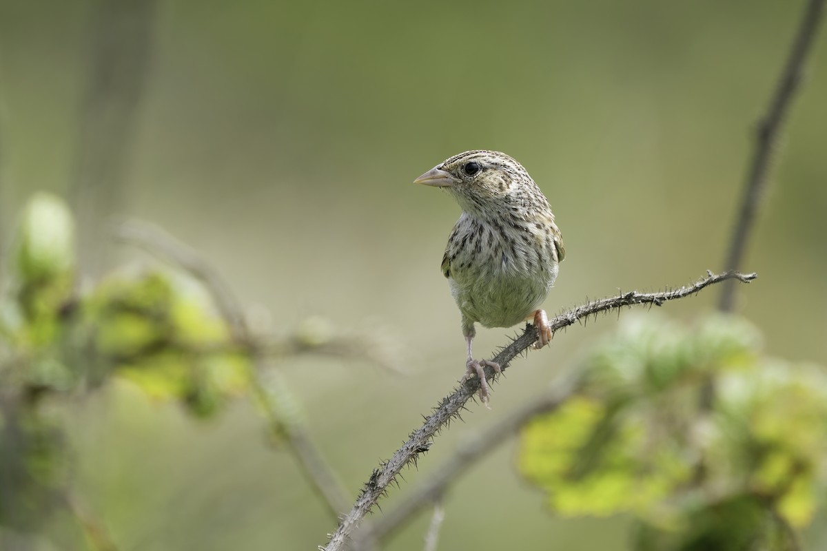 Grasshopper Sparrow - Derek Lecy