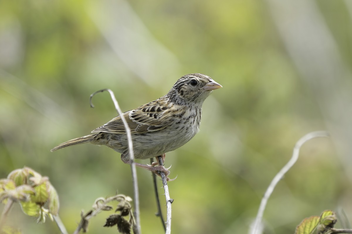 Grasshopper Sparrow - Derek Lecy
