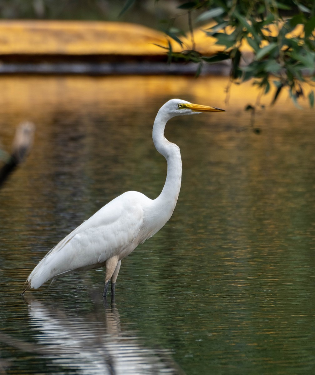 Great Egret - Frank Guenther