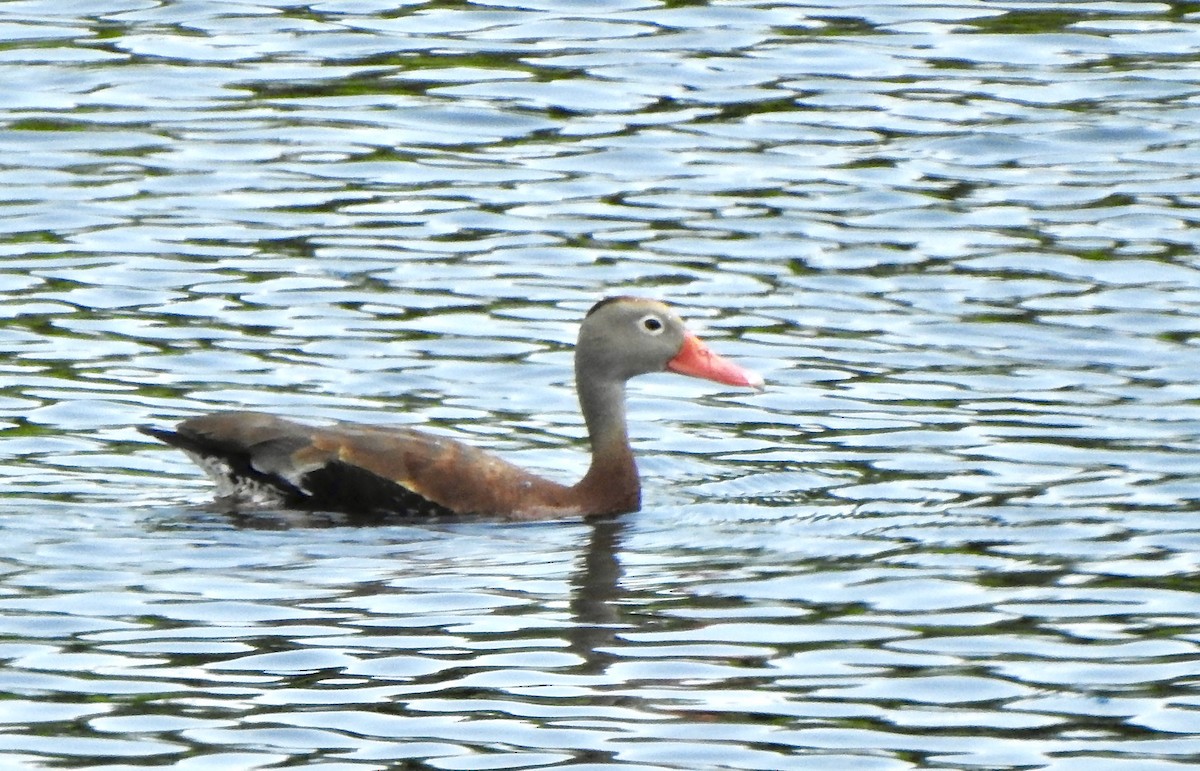 Black-bellied Whistling-Duck - Michael Saylor