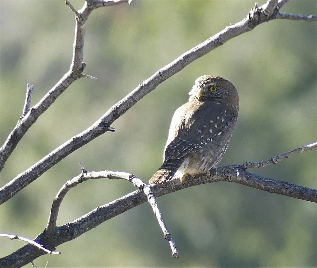 Austral Pygmy-Owl - ML355034441