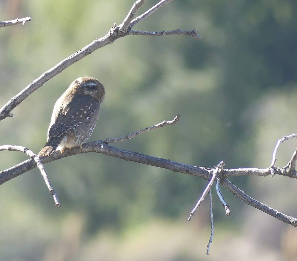 Austral Pygmy-Owl - ML355034521