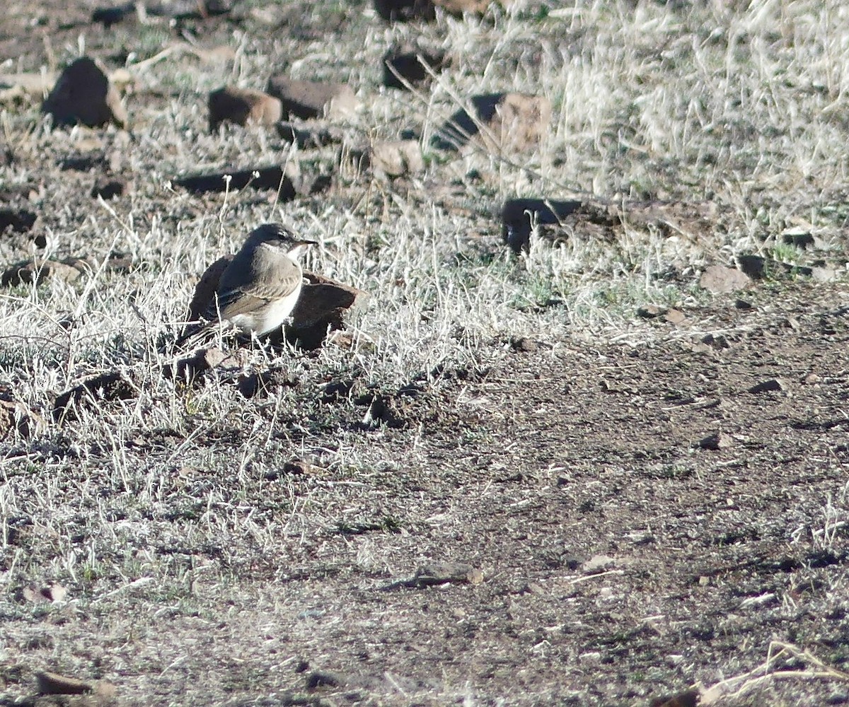 Spot-billed Ground-Tyrant - ML355035161